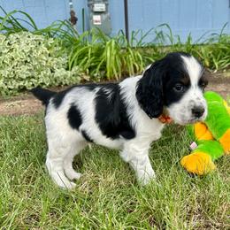 Extra - Black white and tan male English Springer Spaniel puppy in Livingston, Montana from Yellowstone Springers