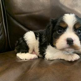 Cavalier King Charles Spaniel, Cavapoo, and Poodle Puppies from Peachy Paws