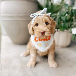 Chef - Yachties - Caramel female Australian Labradoodle puppy in Syracuse, Indiana from The Doodle Cove