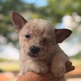 Adorable sweet chunky girl - Red mottled female Australian Cattle Dog puppy in Scurry, Texas from RedHorizon AKC Australian Cattle Dogs (Heelers)