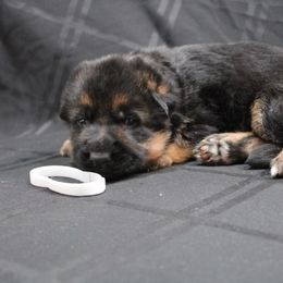 German Shepherd Puppies from Rodney Aguirre
