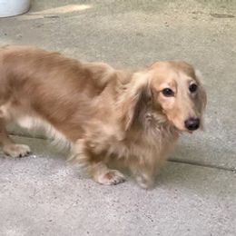 Dachshunds from His and Hers Dachshunds