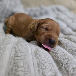 Boy 7 - Yellow male Labrador Retriever puppy in Grand Rivers, Kentucky from Big Water Dreams Retrievers