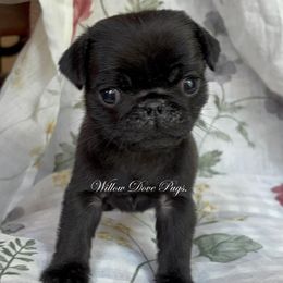 Coroline - Black male Pug puppy in Coram, New York from Willow Dove Pugs