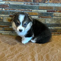 Boy3 - Black and tan male Pembroke Welsh Corgi puppy in Visalia, California from VIP Stables
