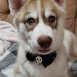 Oak - Red and white Siberian Husky puppy in Princeton, North Carolina from Boon Hill Huskies