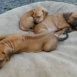 Rhodesian Ridgeback Puppies from Willowist Rhodesian Ridgebacks