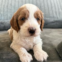 Chase - Parti male Goldendoodle puppy in Maricopa, Arizona from AZ Designer Goldendoodles
