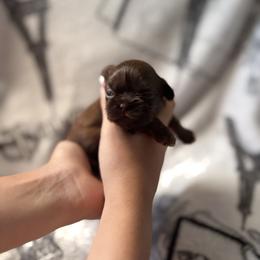 Lose - Tricolor female Shih Tzu puppy in Las Vegas, Nevada from Vegas Shih Tzus