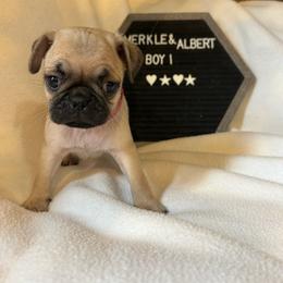 Boy 1 - Fawn male Pug puppy in Norborne, Missouri from Pug Palace