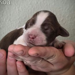 Koa - Liver white and roan male English Springer Spaniel puppy in Florida from Thunderbird Springers