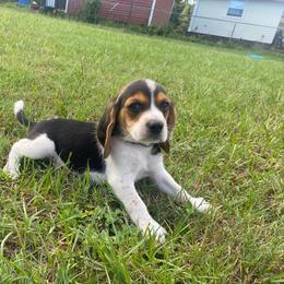 Boy 2 Blue - Black and white male Beagle puppy in Crestview, Florida from Alicia's Beagles
