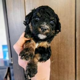Whitney Houston - Tri-color female Bernedoodle puppy in Pollock Pines, California from Ten Acre Wood Doodles