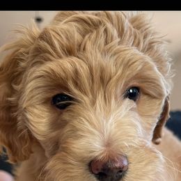 Aussiedoodle Puppies from Color Country Doodles