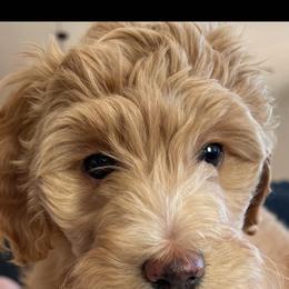 Aussiedoodle Puppies from Color Country Doodles