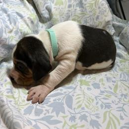 Girl 2 - Tri-colored female Treeing Walker Coonhound puppy in Vermontville, Michigan from Stackem Up Kennel