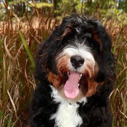 Bodi - Bernedoodle