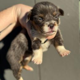 Prada - Blue female Pembroke Welsh Corgi puppy in East Oakdale, California from Rhettro Kennels