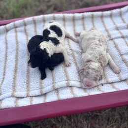 Holly - Parti female Goldendoodle puppy in Milan, Georgia from Cherokee Rose kennels