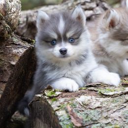 Hemera - Blue female Pomsky puppy in Moultonborough, New Hampshire from Foxfire Arctic Spitz