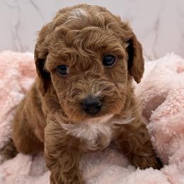 Daisy - Red  female Goldendoodle puppy in Kansas City, Kansas from Bella & Ivy’s Mini Goldendoodles of KC
