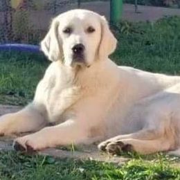 Talia - Golden Retriever