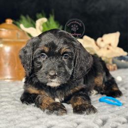 Blue boy - Phantom male Bernedoodle puppy in Waukesha, Wisconsin from Bernedoodle Boutique (and Cavapoos)