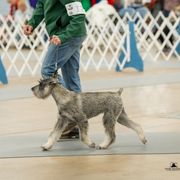 Amarilla - for show homes only - Pepper and salt Standard Schnauzer puppy in Mesquite, Texas from Ausgelassen Standard Schnauzers