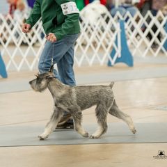 Amarilla - for show homes only - Pepper and salt Standard Schnauzer puppy in Mesquite, Texas from Ausgelassen Standard Schnauzers