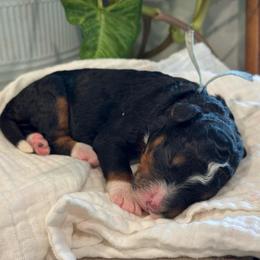 Blue - Tri-color male Bernedoodle puppy in Hesperia, Michigan from Red Acres Poodles & Doodles