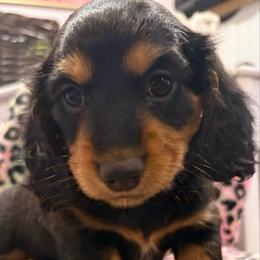 Muffin - Black and tan female Dachshund puppy in Massies Mill, Virginia from Pigeon Hill Dachshunds