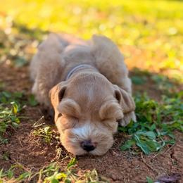 Grey Collar Female - Wheaten female Miniature Schnauzer puppy in Calhoun, Georgia from The BrickHouse Miniature Schnauzers