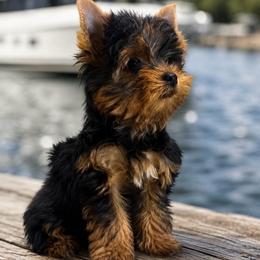Romeo - Black and tan male Yorkshire Terrier puppy in Parma Heights, Ohio from ANGELHEARTS YORKIES and yorkie darlings