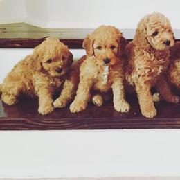 Goldendoodle, Labradoodle, and Bordoodle Puppies from Safari Doodles