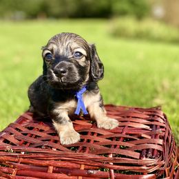 Dachshund Puppies from Northwest Dachshunds