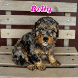 Belly - female Golden Mountain Doodle puppy in Banner Elk, North Carolina from Walnut Tree Bernedoodles