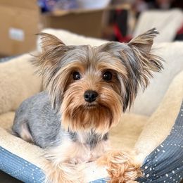 Zoey - Yorkshire Terrier