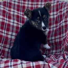 Abby - Black and tan female American Corgi puppy in Washington, Arkansas from Foxy Knoll Farm