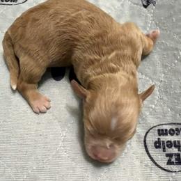 Red Girl - Wheaten female Miniature Schnauzer puppy in Kaufman, Texas from KK’s Krazy Kennels