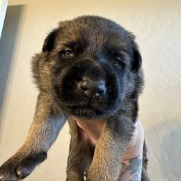 Brink - Sable female German Shepherd puppy in Athol, Idaho from Coterie Shepherds