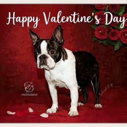 Gabby - Boston Terrier