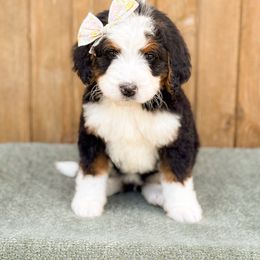Tee - Girl 5 - Tri-color female Bernedoodle puppy in Bellville, Ohio from Bernedoodle Buddies