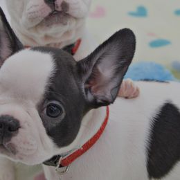 Girl 2 - White and black French Bulldog puppy in Houston, Texas from Kiss My Frenchies