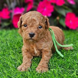 Hank - Apricot male Poodle puppy in Salem, Missouri from Meadowbrook Poodles