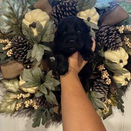 Shadow (1st pick black male) - Black male German Shepherd puppy in Watervliet, Michigan from M&M Shepherd Farms