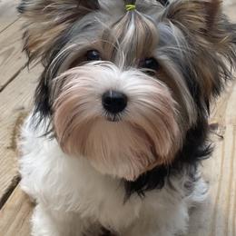 Chinese Cresteds and Yorkshire Terriers from FronkLinn Kennel
