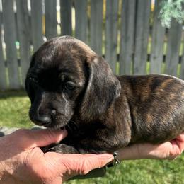 Boy, white collar - Brindle male Dachshund puppy in Polson, Montana from Little Miss Dachshunds of Montana