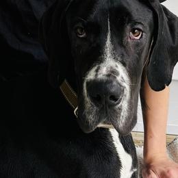 Whiskey - Black male Great Dane puppy in Gonzales, Louisiana from Anstatt House Of Danes