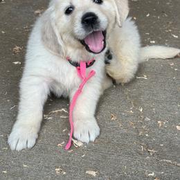 Female - Light golden female Golden Retriever puppy in Tacoma, Washington from Canyon Meadows Farm