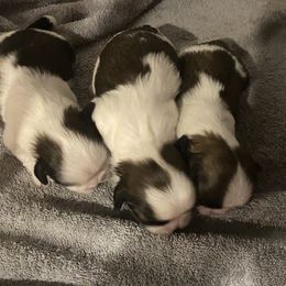 Shih Tzu Puppies from Willow Lane Shih Tzus